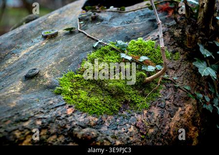 A mossy rock with ivy growing on it. The moss is green and the ivy is brown Stock Photo