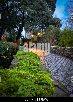 A brick walkway with moss growing on it. The moss is green and the walkway is wet Stock Photo