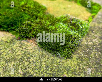 A patch of green moss growing on a concrete surface. The moss is covering a large area of the concrete, and it is thriving in the damp environment. Co Stock Photo