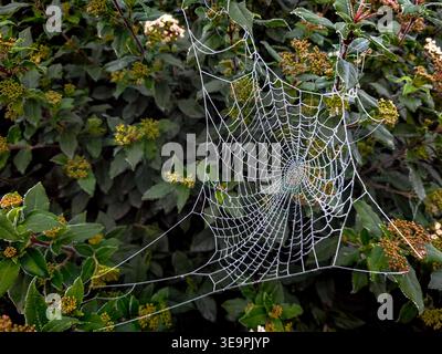 A spider web is hanging from a tree. The web is very thin and delicate, and it is covered in dew. The spider web is surrounded by green leaves and flo Stock Photo