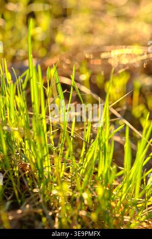 Focus on fresh, delicate spring grass blades glowing under backlighting in sunny meadow environment Stock Photo
