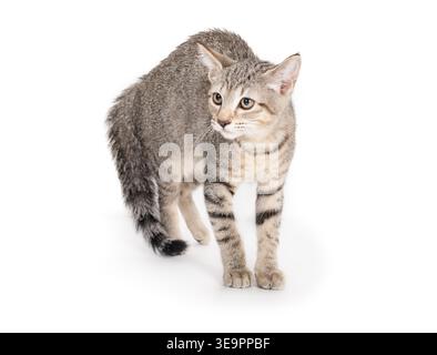 Scared kitten with bushy tail and or arched back. Kitty cat with fearful or startled body language. Front view. 3 months old, female short hair cat, g Stock Photo