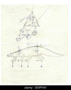 Hand-drawn technical sketches of a lizard and geometric shapes with measurements. Detailed technical drawings on aged paper show geometric constructions and a reptile's anatomy with annotations and measurements. Stock Photo