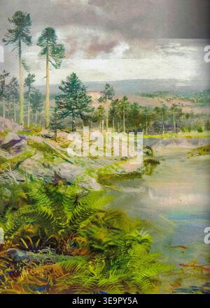 Homeland of the Early Birds. Serene forest landscape with tall pine trees and a calm river reflecting the sky. A picturesque scene of a dense forest bordering a tranquil body of water, featuring lush ferns and distant rolling hills under a cloudy sky. Stock Photo