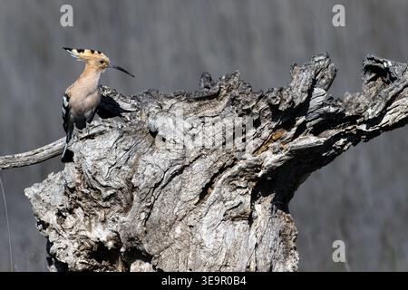 Eurasian hoopoe (Upupa epops) in flight, beautiful bird with distinctive crown of feathers and striped wings in its natural habitat. Stock Photo