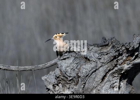 Eurasian hoopoe (Upupa epops) in flight, beautiful bird with distinctive crown of feathers and striped wings in its natural habitat. Stock Photo