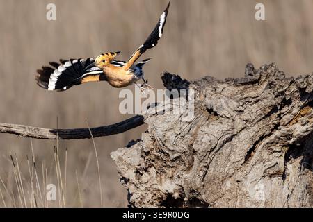 Eurasian hoopoe (Upupa epops) in flight, beautiful bird with distinctive crown of feathers and striped wings in its natural habitat. Stock Photo