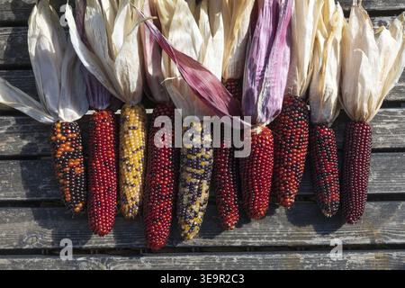 Flat lay of multicolored decorative corn cobs with dried husks on rustic wooden surface. Autumn harvest concept. Stock Photo