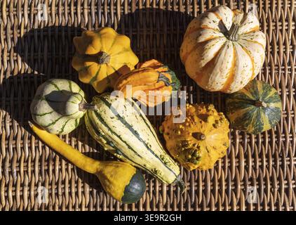 Colorful gourds arranged on wicker background in natural sunlight. Autumn seasonal composition. Stock Photo