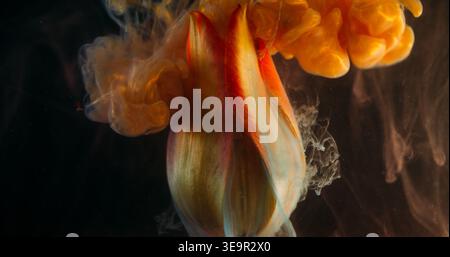 Flower abstraction. Splash paint. Blur yellow orange color tulip red in sparkling water nature floating on floral dark black background. Stock Photo