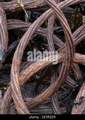 Old, abandoned and rusted equipment on Orkney mainland including WW2 submarine netting Stock Photo
