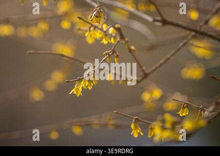 Close-up of yellow forsythia blossoms on branches in warm spring sunlight, with soft bokeh and shallow depth of field. Golden forsythia blooms. Stock Photo