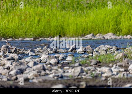 The lesser yellowlegs (Tringa flavipes) on the river in Wisconsin during migration Stock Photo