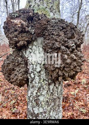 Bacterial crown gall on oak tree along Black Forest Trail, Pennsylvania. Stock Photo