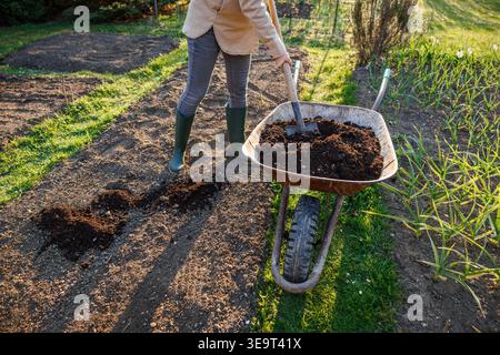 Gardener shoveling compost into garden bed preparing fertile soil for vegetable planting. Sustainable gardening during spring Stock Photo