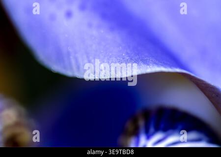 Abstract macro view of an iris petal showing soft light, smooth surface texture, and gentle color transitions in blue and violet tones. Stock Photo