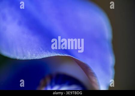 Abstract macro photograph of an iris petal featuring a soft blue gradient, smooth surface texture, and a gently curving edge in shallow focus. Stock Photo