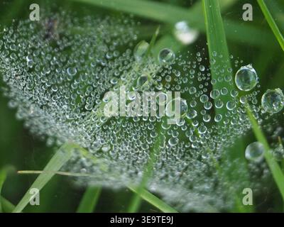 Close-up of water drops on a spider web between grass. Bonn, Germany. Concept: Nature, Backgrounds, rain, hydration, condensation, water, wetness Stock Photo