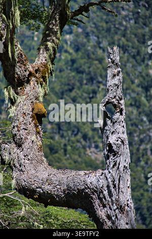 Gnarled Tree Trunk With Moss In A Chilean Park, Forested Mountain Background. Stock Photo