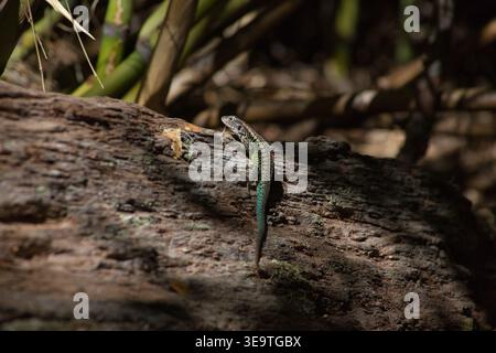 Small Lizard Basking On A Sunlit Log In A Chilean Park Stock Photo
