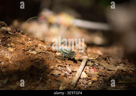 Small Lizard On Sunlit Forest Floor Covered In Leaf Litter Stock Photo