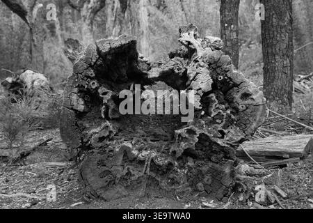 Close-Up Of A Decayed Hollow Tree Log With Textured Rot In A Chilean Forest Stock Photo