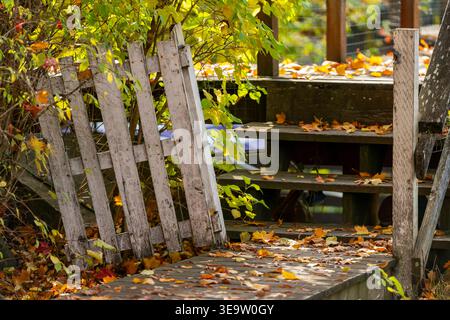 Old Weathered Picket Fence Gate An old, white, weathered and broken picket fence gate. Stock Photo