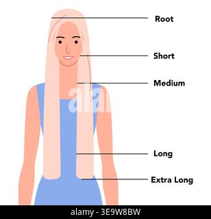 Flat color hair length guide with front view showing different hair lengths from short to extra long, modern minimal vector illustration ideal for beauty apps, guides and educational content Stock Vector