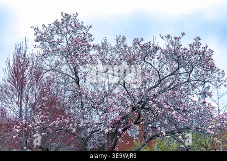 Dubuque, Iowa, USA - April 13, 2026: Magnolia Tree in Blossom in Spring Against Blue Cloudy Sky on University of Dubuque Campus Stock Photo