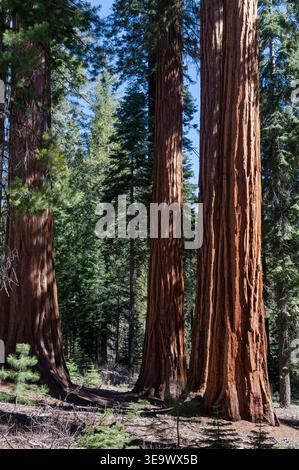 Three sequoia trees in Mariposa Grove, Yosemite National Park Stock Photo