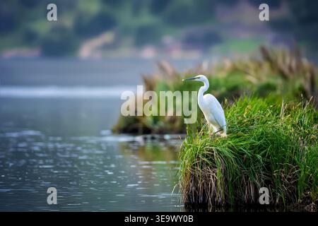 White egret standing on a small grassy island in calm water with a blurred background Stock Photo