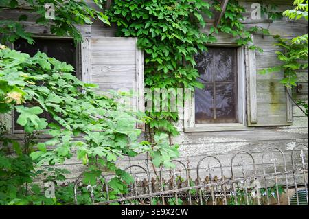 Weathered wood building overgrown with green ivy behind vintage wrought iron fence Stock Photo