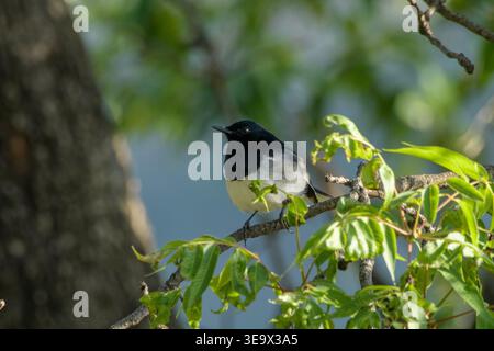 Oriental Magpie Robin perched on tree branch in Janjehli, Mandi district, Himachal Pradesh, India. Stock Photo