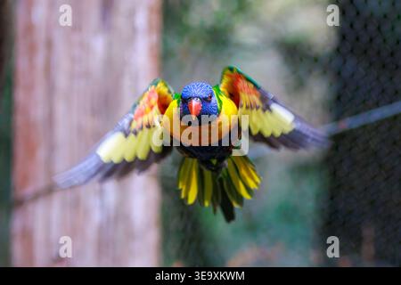 Rainbow lorikeet (Trichoglossus moluccanus) in flight with wings spread Stock Photo