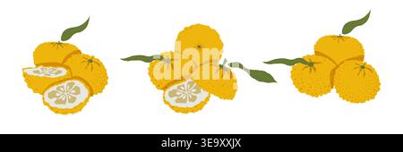 Minimal yuzu citrus branch composition with fruits and slices in clean hand drawn japanese style vector illustration isolated on light background for Stock Vector
