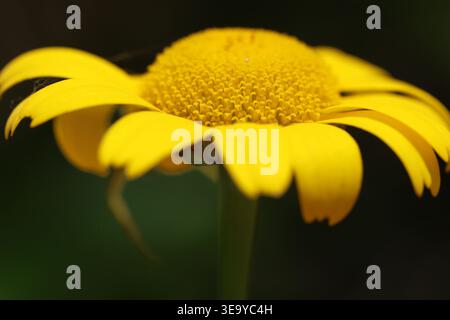 close up of yellow daisy flower in spring on a dark background Stock Photo