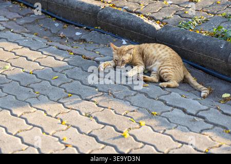 Tired orange stray cat lying on brick street pavement looking lonely and vulnerable outdoors with shadow and leaf details resting quietly feeling exha Stock Photo