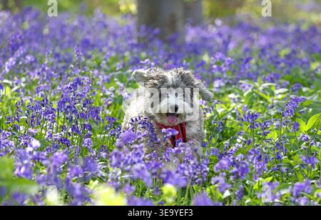 Cookie the cockapoo dog enjoys playing amongst these bluebells in Peterborough, Cambridgeshire, on 13th April, 2026. Stock Photo