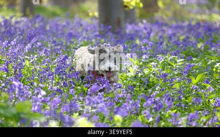 Cookie the cockapoo dog enjoys playing amongst these bluebells in Peterborough, Cambridgeshire, on 13th April, 2026. Stock Photo