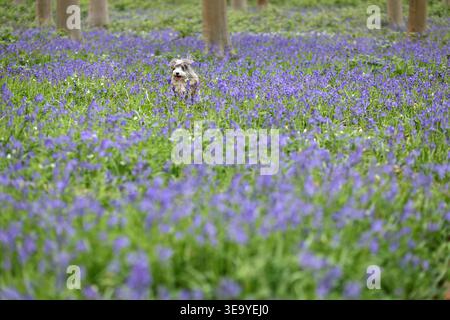 Cookie the cockapoo dog enjoys a morning walk amongst these bluebells in some woods near Peterborough, Cambridgeshire, on 18th April, 2026. Stock Photo