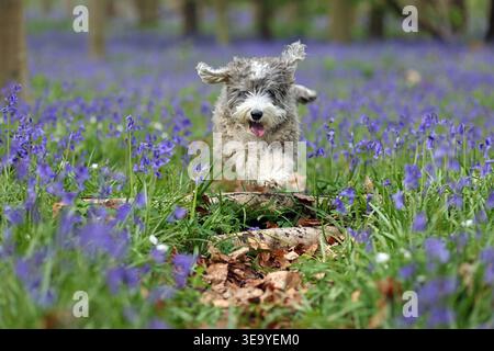Cookie the cockapoo dog enjoys a morning walk amongst these bluebells in some woods near Peterborough, Cambridgeshire, on 18th April, 2026. Stock Photo