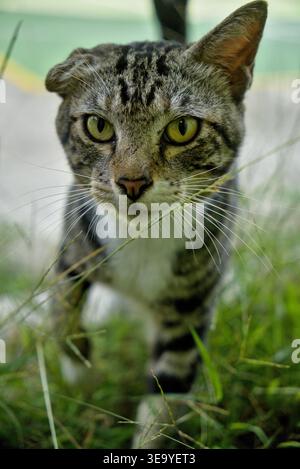 Asymmetrical Tabby Cat Portrait with Single Folded Ear and Intense Green Eyes Stock Photo