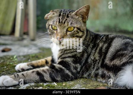 Unique Mixed Breed Cat with One Folded Ear and One Straight Ear in Natural Setting Stock Photo