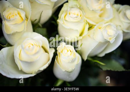 A group of ivory roses opens in gentle light with nuanced tones and smooth texture. Their classic form evokes affection serenity and gratitude Stock Photo