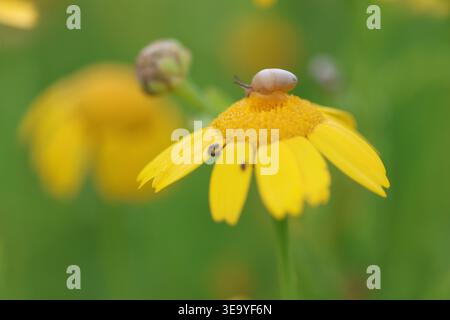 Slow Journey: Tiny Snail Crawling on a Vibrant Yellow Daisy Stock Photo