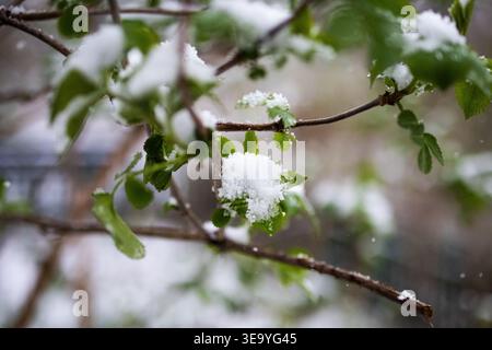Green leaves on a thin branch hold fresh clusters of spring snow. Soft flakes drift in the air while the background melts into gentle bokeh Stock Photo