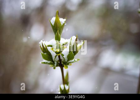 Close view of a pointed bud topped with snow crystals.Surrounded by creamy blur the young shoot holds steady in the cold revealing the tension between Stock Photo