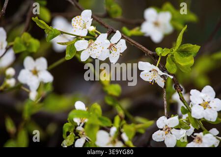 Delicate white blossoms open on slender branches with fresh green leaves after rain droplets. A serene spring scene showing orchard flowers in soft Stock Photo