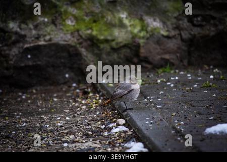 Black redstart stands by a stone edge on shaded paving. Scattered petals and snow grains surround a watchful bird adapting to a cool urban corner Stock Photo