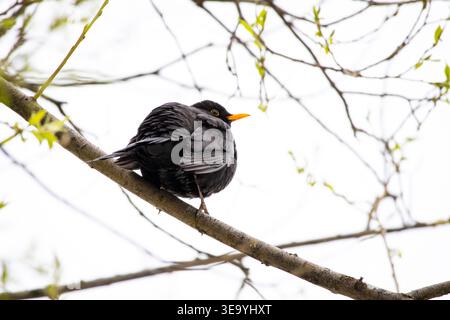 Male blackbird perches high on a branch with feathers fluffed against a bright sky. An orange beak and dark plumage stand out in a minimalist spring Stock Photo